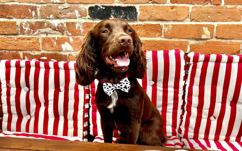 Dogs in the Tiptree Tea Rooms